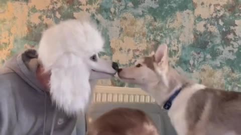 Puppy was pranked
