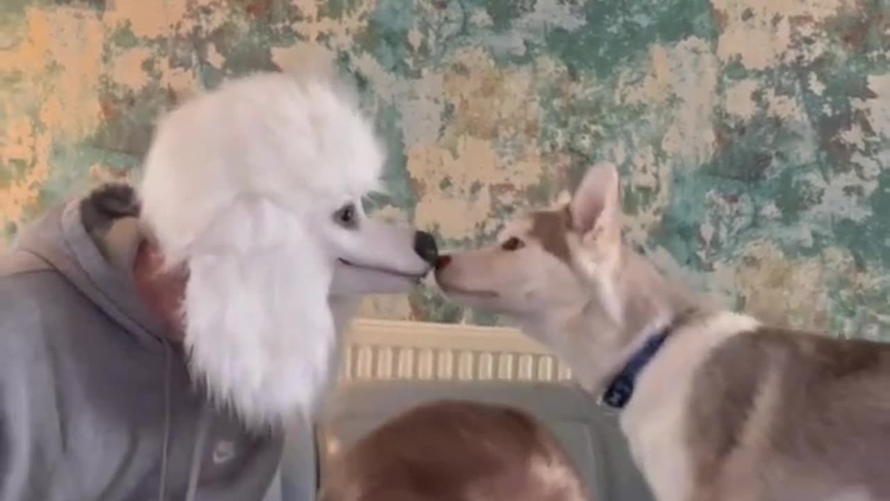 Puppy was pranked