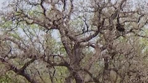 Caçaram ilegalmente um coiote e levaram suas orelhas... que estranho 🤔🕵 #patrulheirosdanatureza