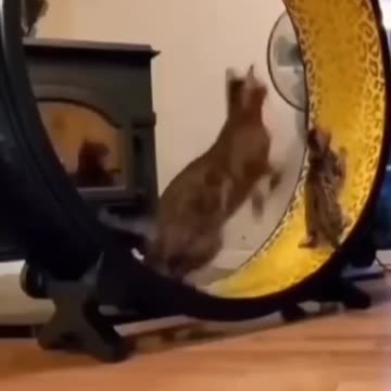 So Cute Cat Funny Video