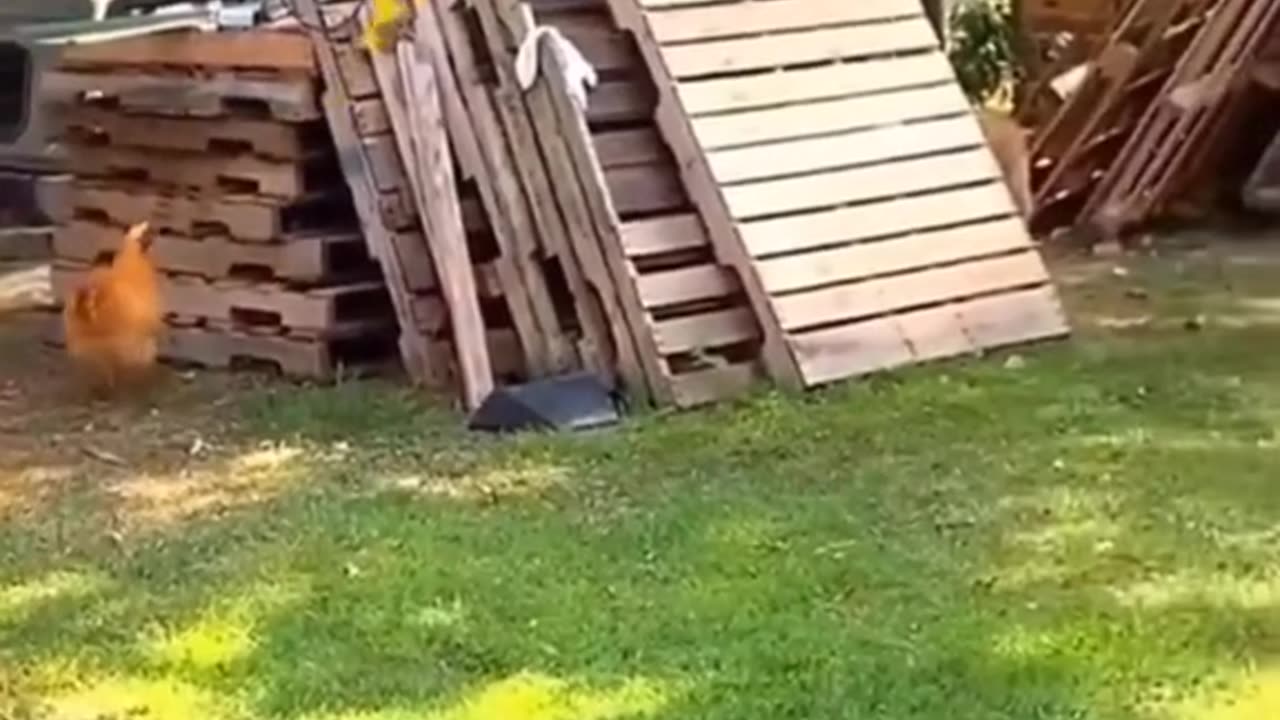 funny animals