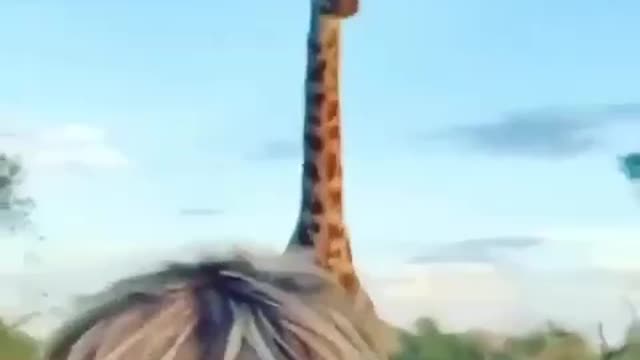 Giraffe