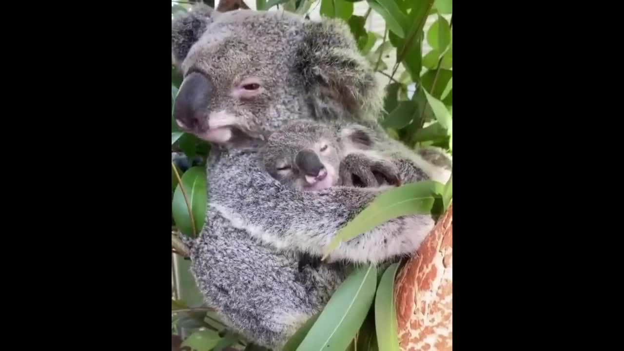 Koala and its mother