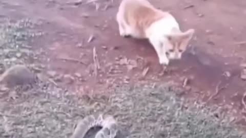 Funny animal video