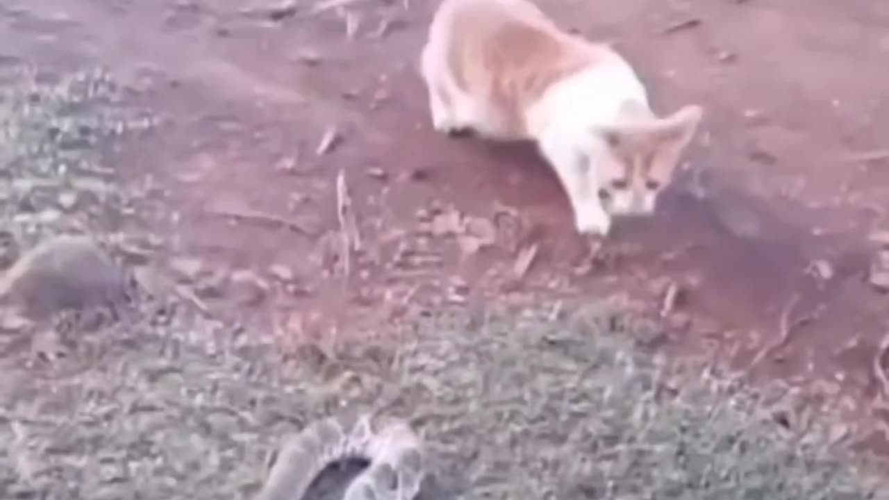 Funny animal video