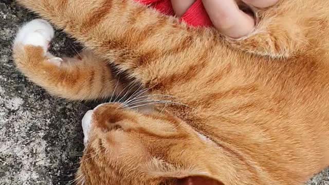 petting cat