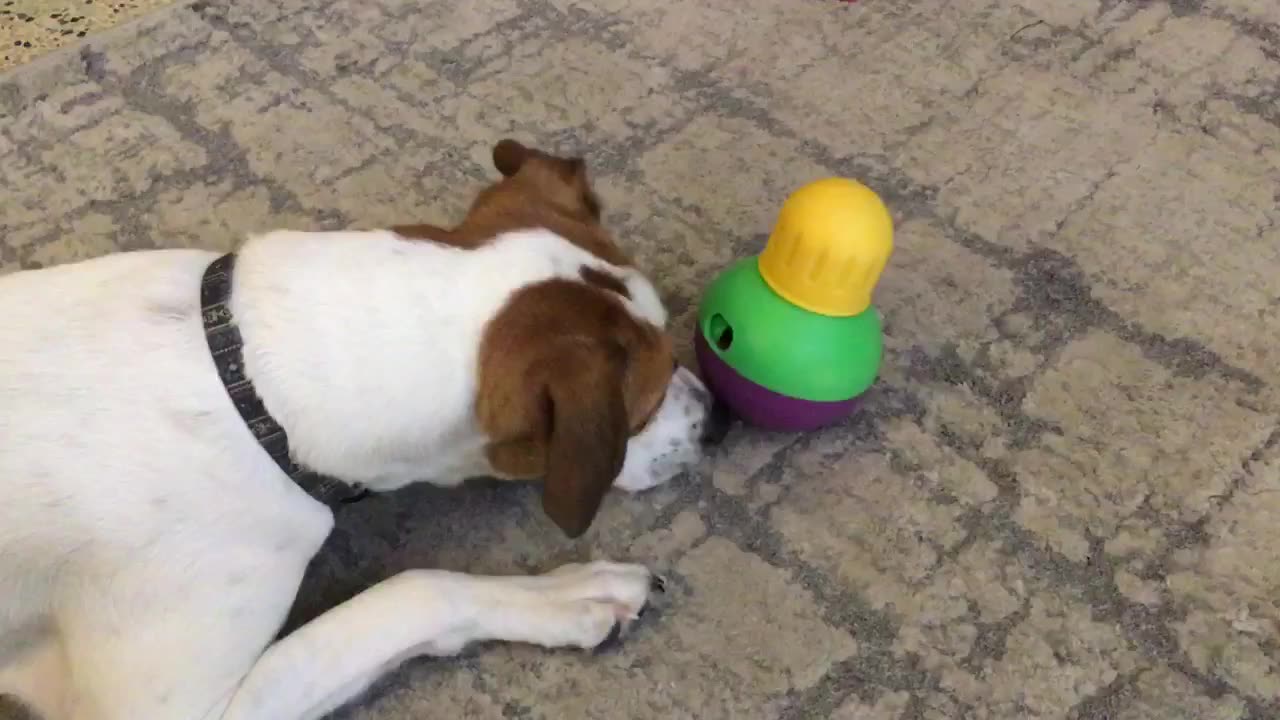 Fun Bob-a-Lot Dog Toy/ Treat Dispenser