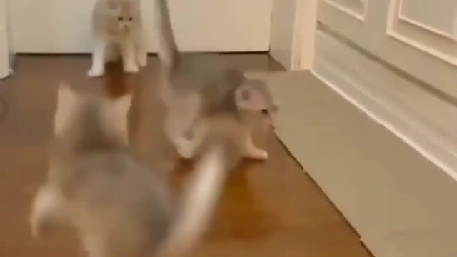 Funny animals videos 2022