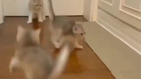 Funny animals videos 2022