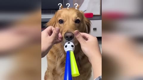 Funny Animal Videos 2023 🥰 - Funniest Dogs and Cats Videos 😅 #5