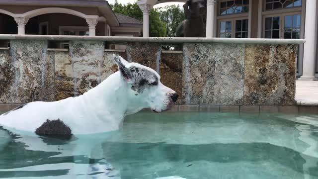 Happy Great Dane Allowed to Go For a Swim