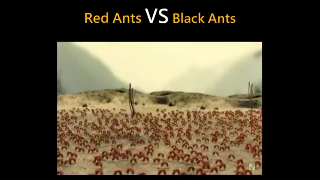 Red ants vs Black ants fight | Movie fight 🤯. Ants fight