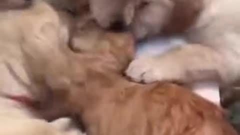 The patience of this cat