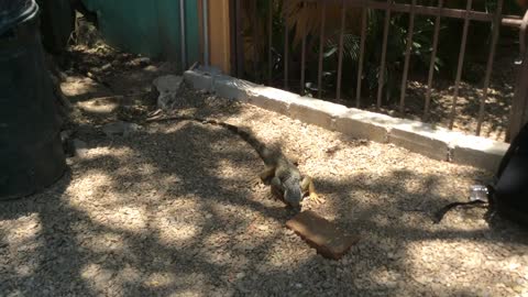 Guy feeding large Iguana not as brave as he thought he was