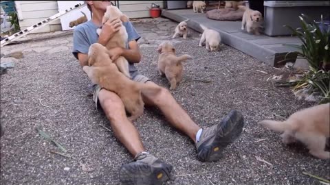 .Golden Retriever Puppy Attack