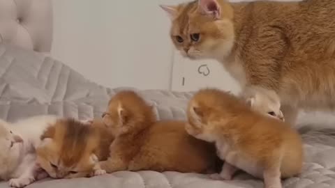 Mother cat talking to her kittens