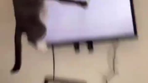Best Funny Animal Videos Of The 2023 🤣