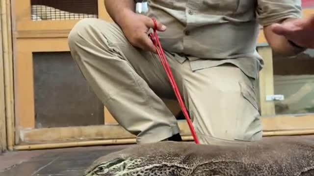 Monitor lizard exercise day wow can he dance and make me dance