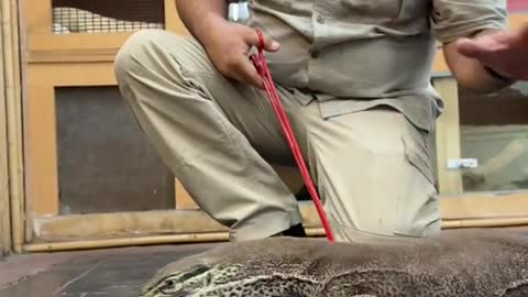 Monitor lizard exercise day wow can he dance and make me dance