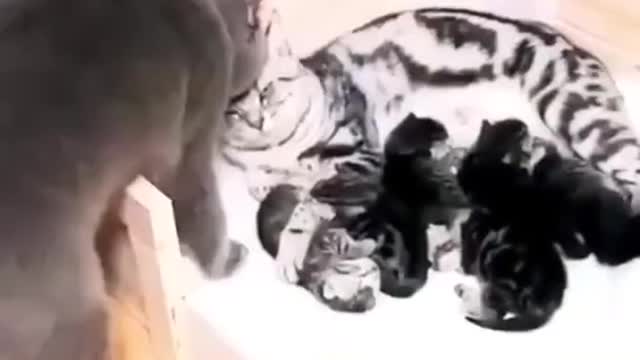 Father day 🐈 copy