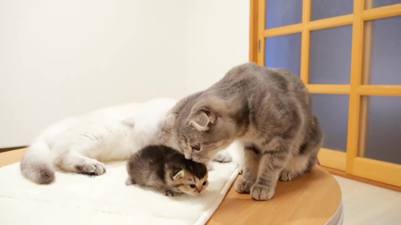 Daddy cat Leo is getting used to kittens little by little