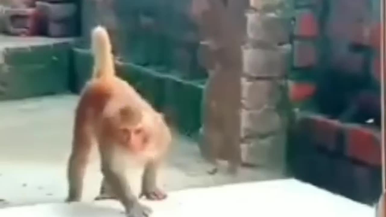 monkey-funny-shorts-bndr-kii-hrkt-ant-tk-dekhie-