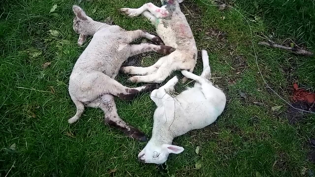 Dogs kill sheep and lambs. 5th April 2024.