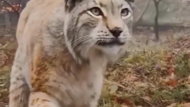 Ait your tigress against it