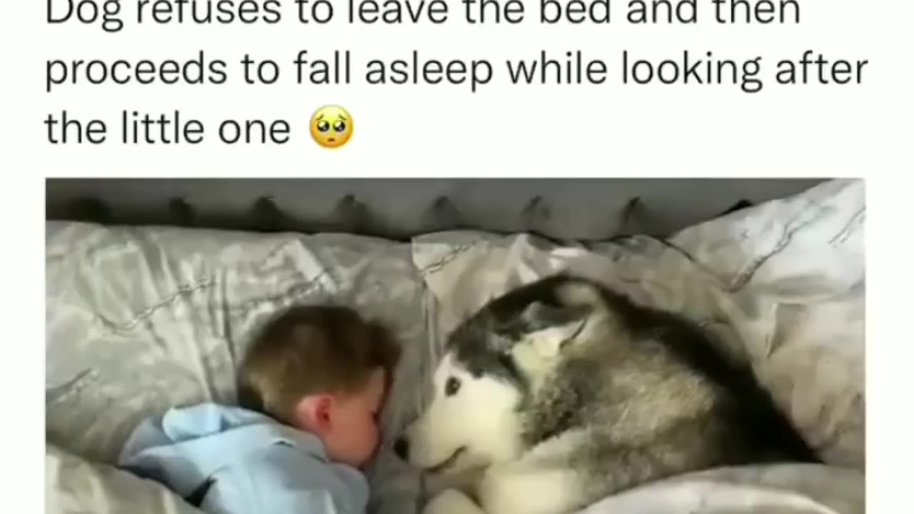 Cute Dog sleeping with kid