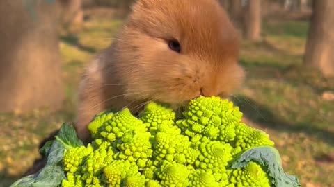 The bunny is happily munching on veggies.