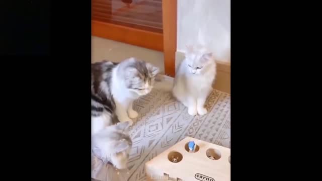 These Scaredy Cats Get Jumpy Playing With Their Toy - Super Funny!!