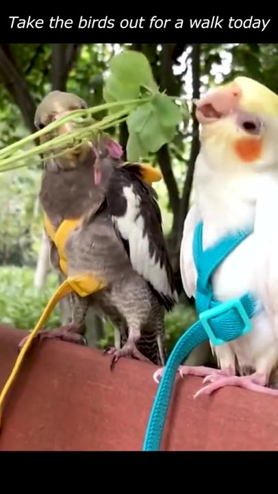 cutest cockatiel