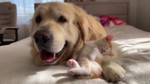 Tiny Kitten Uses a Golden Retriever as a Pillow to Sleep on