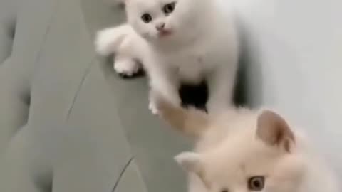 Cat kittens