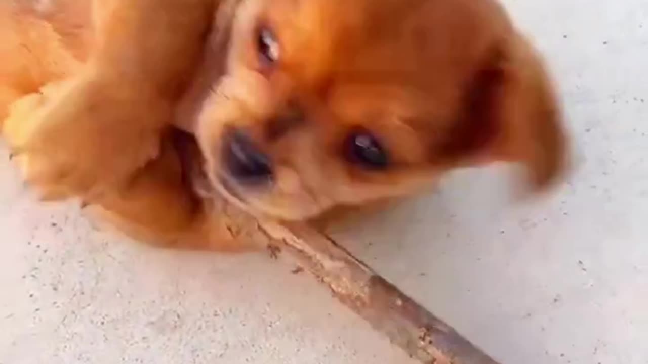 Which dog will win the stick fight cute pet dog