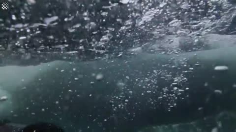 Giant Whale Jumps Out Of Nowhere - Incredibly Close Whale Encounters!-9