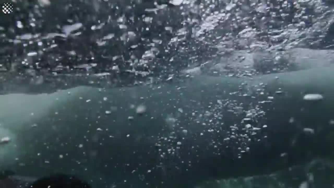 Giant Whale Jumps Out Of Nowhere - Incredibly Close Whale Encounters!-9