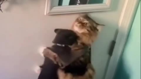Love cats hidden