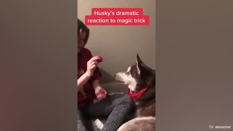 Husky Pet friendly Dog ||Funny Dog 🤣