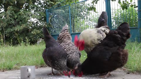 chicken