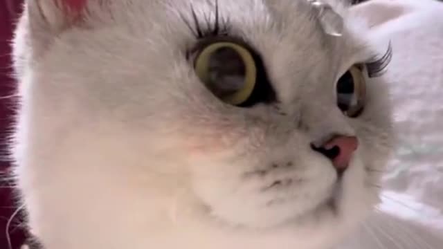 🥰🥰🥰#fyp #foryou #foryoupage #cat #catsoftiktok #cutebaby