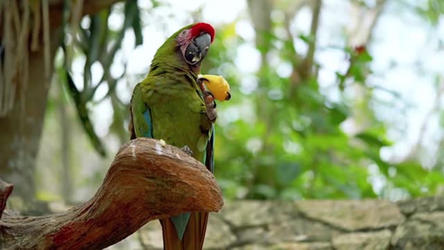 Parrots Eat Delicious Durian