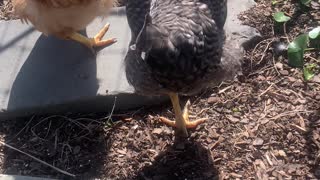 It’s not time to hold chickens