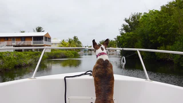 Dog on the boat