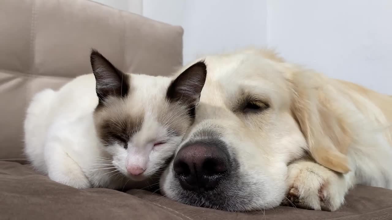 Kitten Uses a Golden Retriever as a Bed!