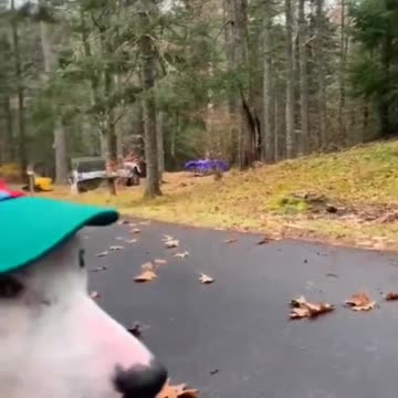 Try not to laugh🤣 Funny animals😹‖ #shorts #funnyvideos