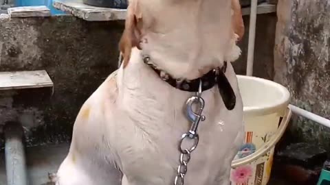 Dogs Bath ASMR 😂...#shorts #short #dogvideo #labrador #dog #lab #funnydog #funny #labradorpuppy #fun