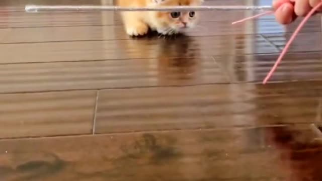 # City hot List # Shanghai Hot list # Cute pet # Cute pet Big complaint # Who can stand it