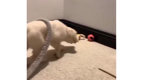 Fur-Filled Fun: Cats and Dog's Hilarious Home Videos