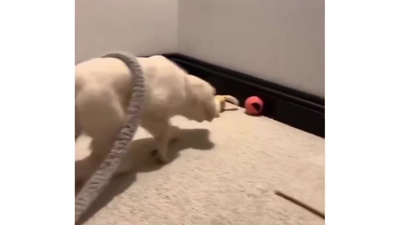 Fur-Filled Fun: Cats and Dog's Hilarious Home Videos